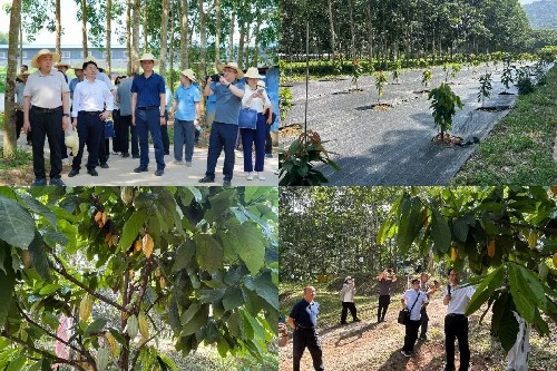 參觀林下可可標(biāo)準(zhǔn)化種植示范基地