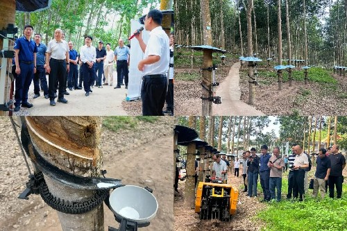 在勐臘農(nóng)場二分場五隊熟化基地參觀割膠機(jī)械作業(yè)場景